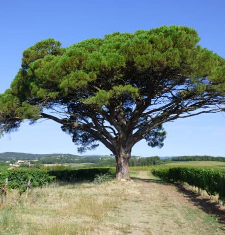 Image d'entête