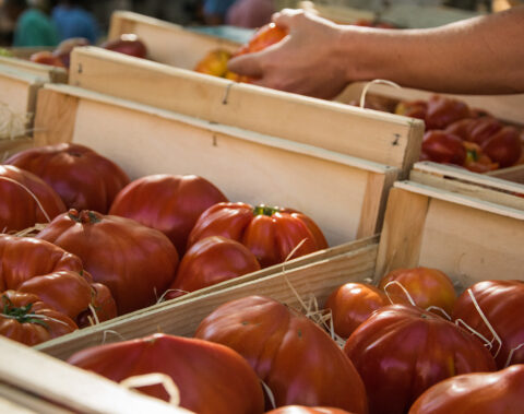 tomates-étal-marché