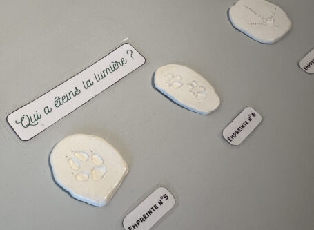 Empruntes des animaux de nos forêts