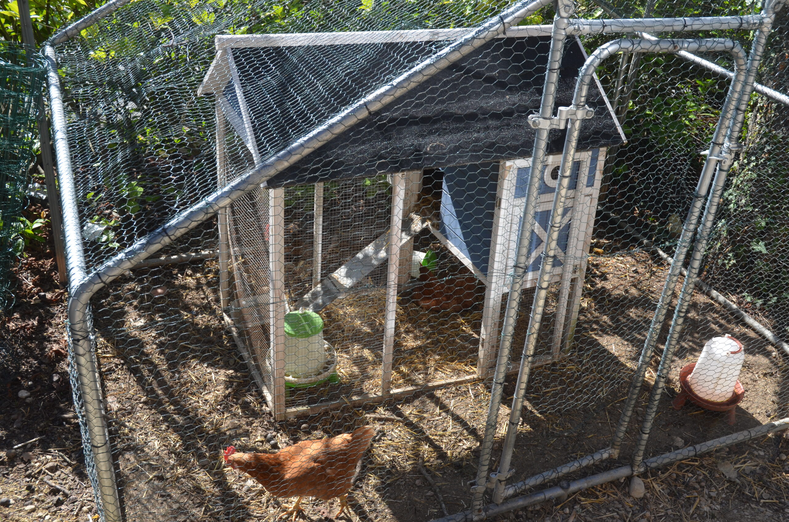 Vue du poulailler de l'école occitane de Gaillac 