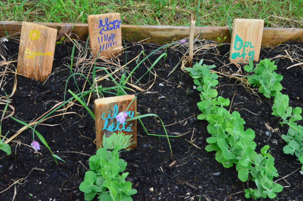 Les premières plantations des élèves de l'école Saint-Théodoric Balat  à Gaillac